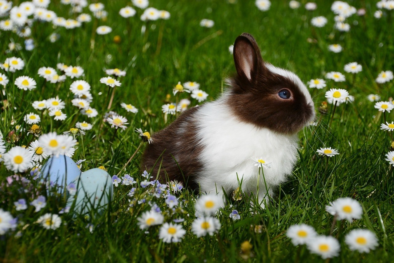 Aflați despre cele mai populare rase de iepuri pitici. Aflați ce deosebește iepurele de oaie și iepurele californian.