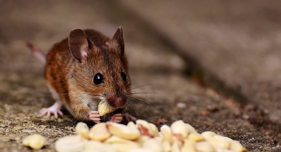 Ce trebuie să știți atunci când vă decideți să creșteți șoareci? Ce deosebește acest mic rozător și ce nevoi are?