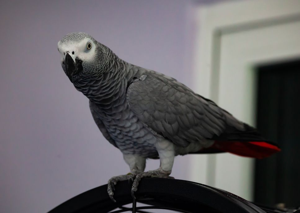 Papagalul żako este o pasăre remarcabilă, credincioasă și devotată și cea mai vorbăreață.