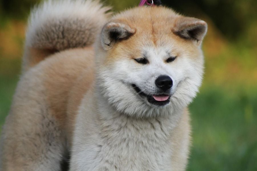 Fashion rasa de caini akita inu