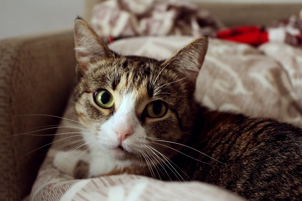 Varsaturile la pisica pot fi un semn al unei boli grave.