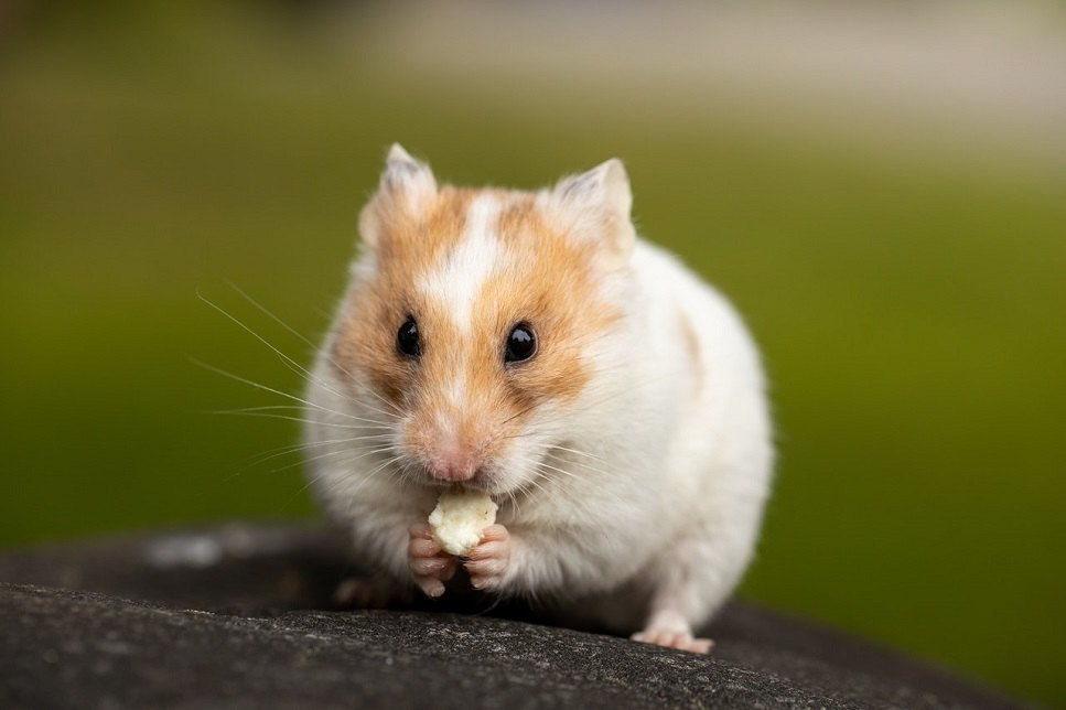 Hrana pentru hamsteri nu este singura hrana pe care o puteti da hamsterului.