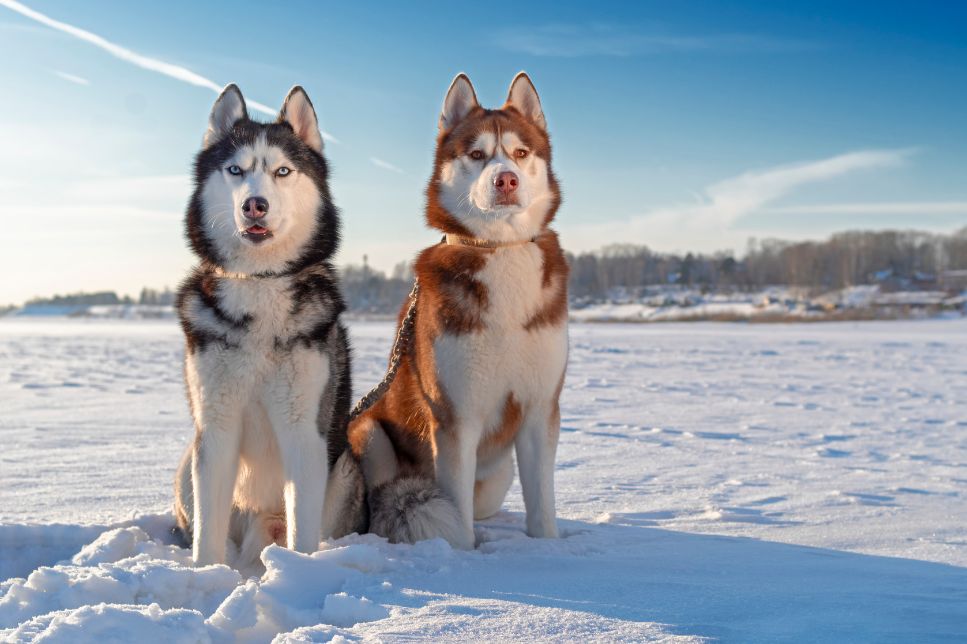 Husky (Husky siberian) - caracteristici, îngrijire, sănătate (Enciclopedia câinilor)