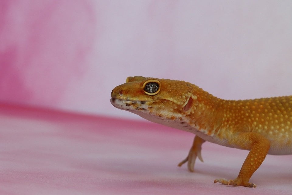 Informații cheie despre speciile și cerințele de reproducere ale gecko.