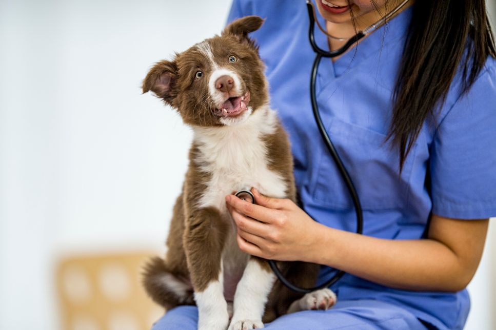 Parvovirusul la câini - sfatul veterinarului
