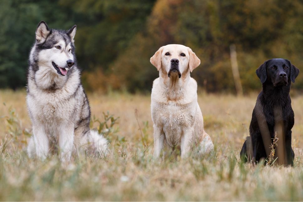 Care este cel mai mare câine din lume? Ce rase de câini sunt considerate mari?