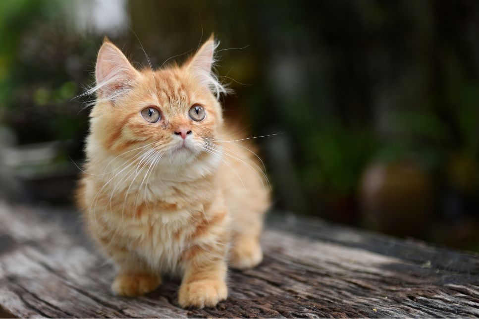 Enciclopedia pisicilor - Munchkin, pisica cu labe scurte