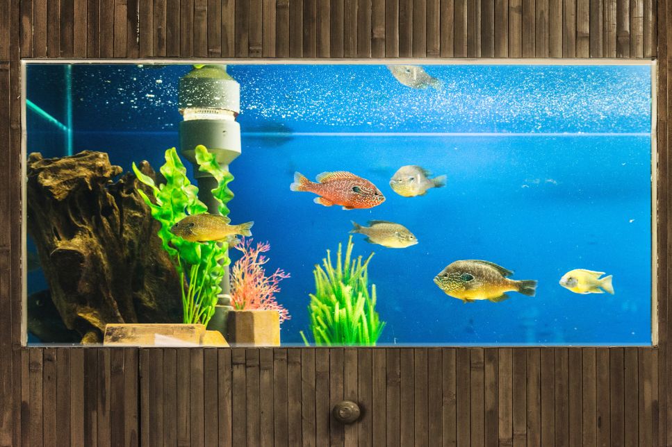 Acvariile personalizate - la ce trebuie să te uiți atunci când comanzi un acvariu?