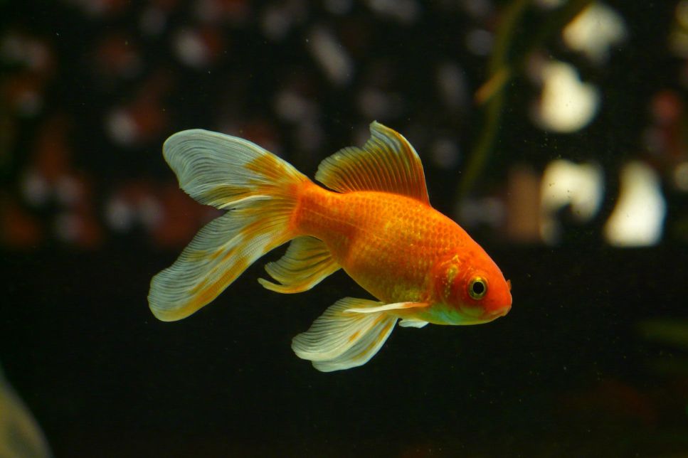 Peștișorul de aur - cei mai populari pești ornamentali