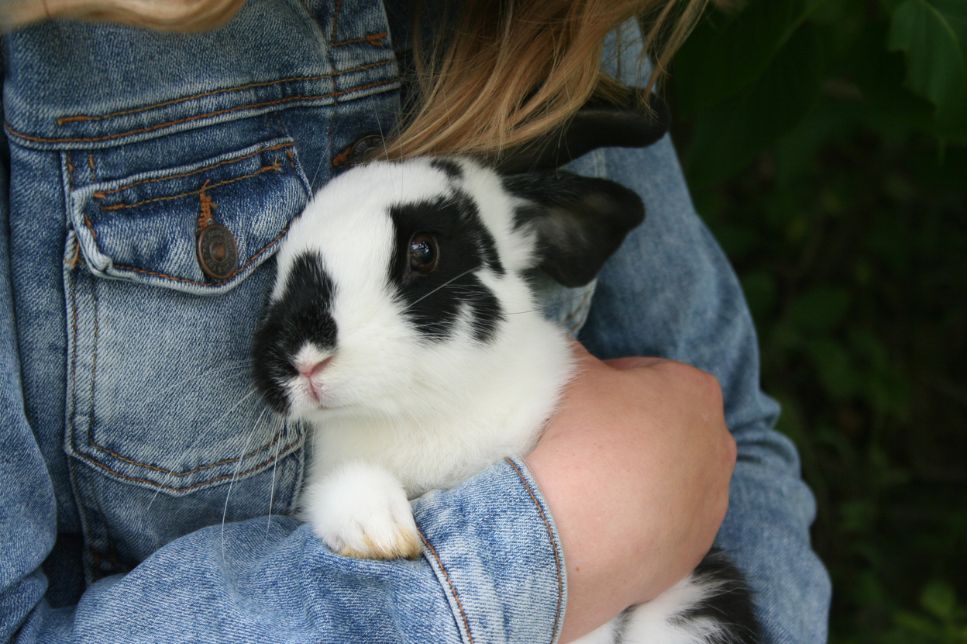 Adoptarea unui iepure - tot ce trebuie să știți înainte de a lua o decizie