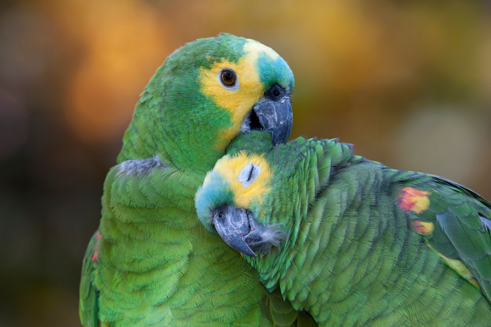 Papagalul amazonian - ce caracter are și cum să ai grijă de el?