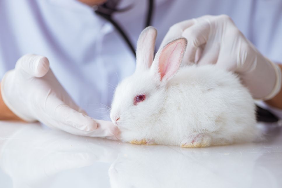 Diareea la iepure - cele mai frecvente cauze și tratamente