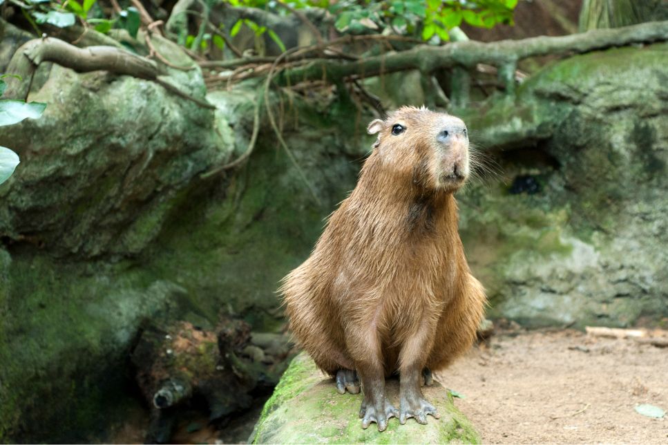 Capibara - cum arată cea mai mare rozătoare din lume și care sunt obiceiurile ei?