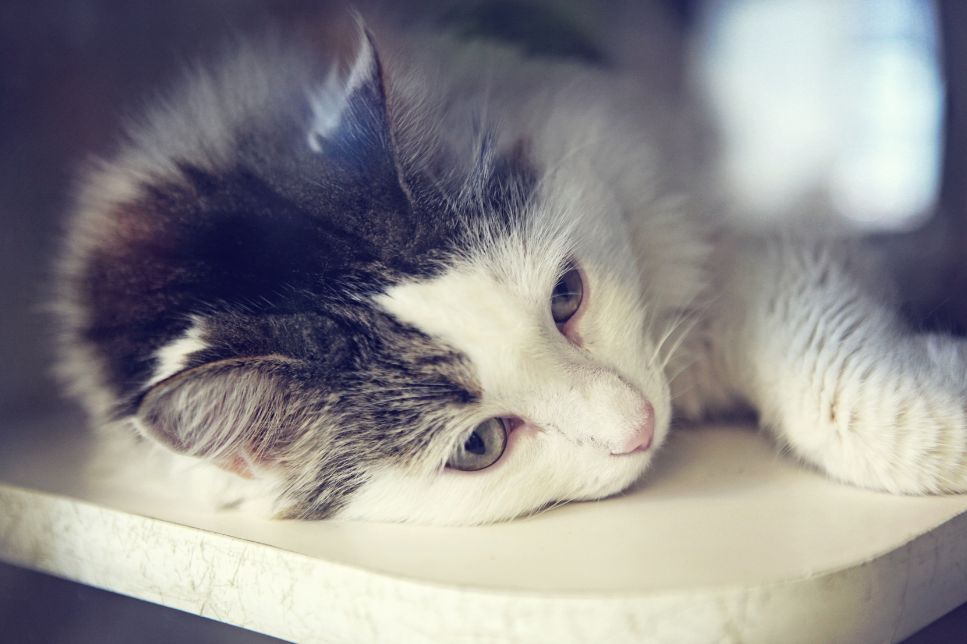 Depresia la pisici - cauze și simptome? Cum o tratezi?
