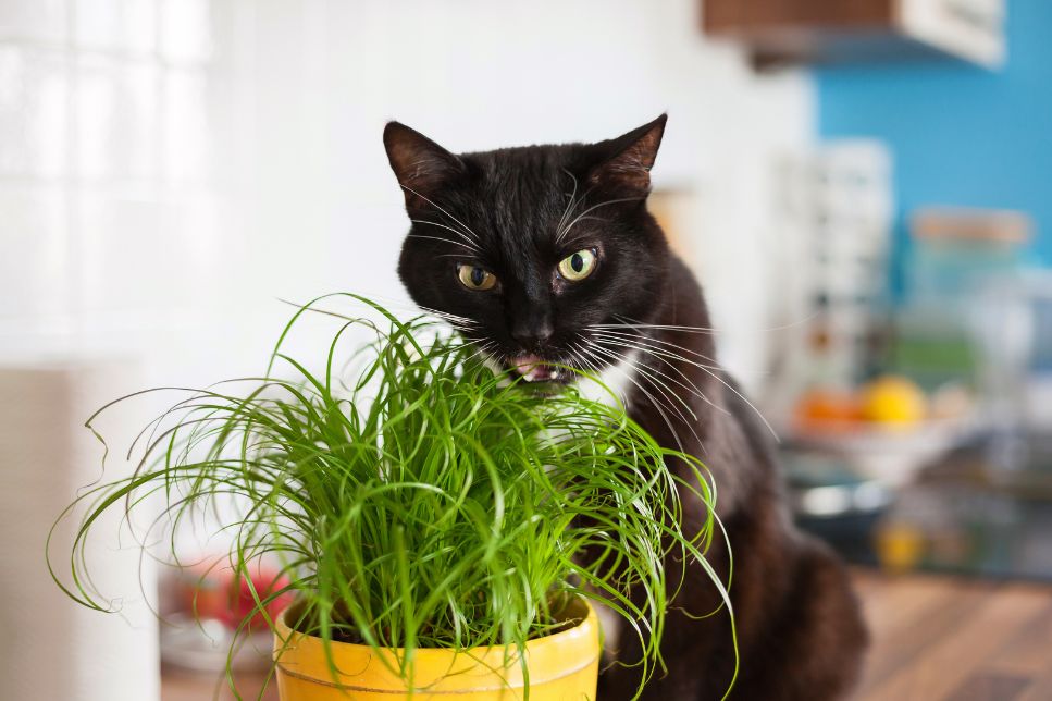 De ce mănâncă pisicile iarbă? Ce iarbă alegi pentru pisica ta?