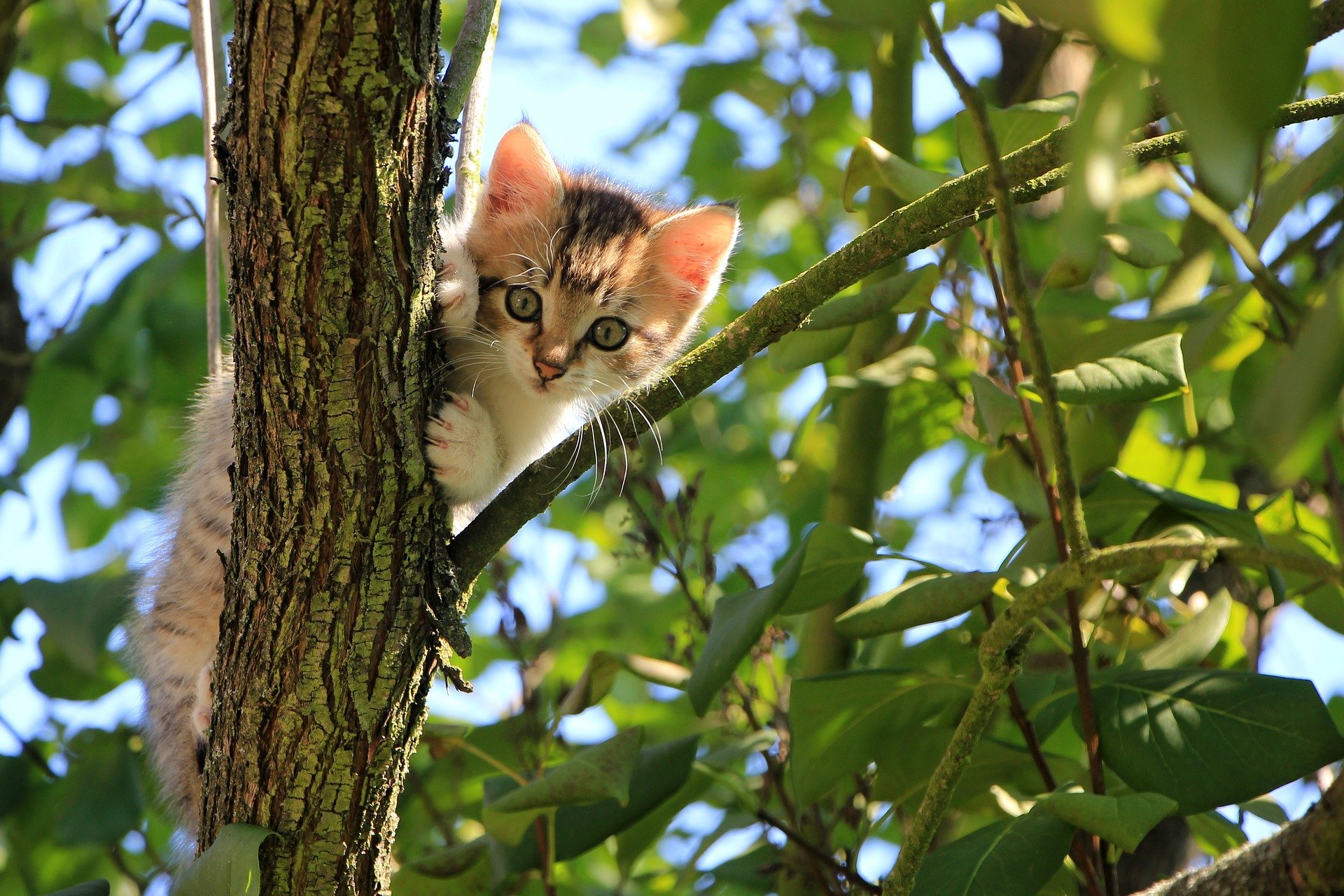 Vederea propriei pisici blocata in copac poate ingrozi un stapan.