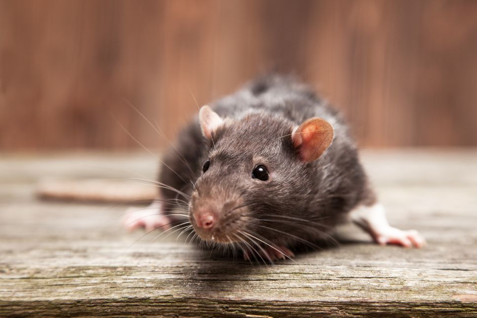 Cele mai frecvente boli ale șobolanilor - la ce să fii atent