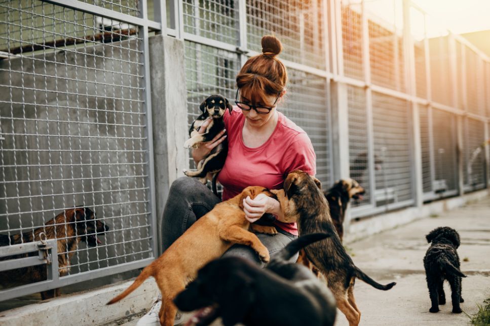 Ce înseamnă să fii voluntar la un adăpost de animale? Informații cheie despre voluntariat
