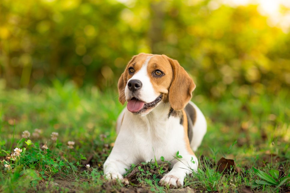 Beagle - cele mai importante informații despre rasă