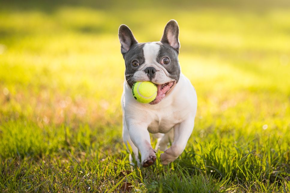 Bulldog francez (French Bulldog) - caracteristici, îngrijire, sănătate (Enciclopedia raselor de câini)