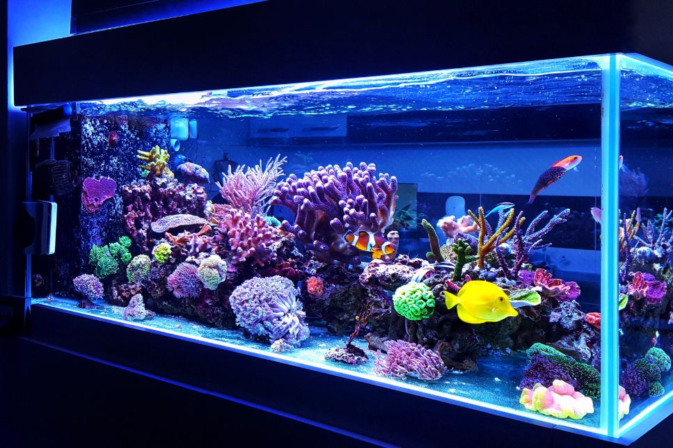 Amenajarea acvariului - ce stil alegi pentru decorarea acvariului acasă?
