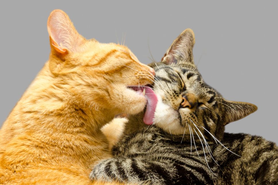 Motan sau pisică – cum afli sexul și care sunt diferențele cheie dintre ele?