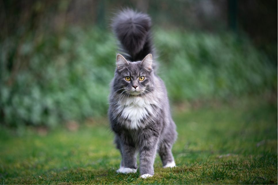 Care este cea mai pufoasă pisică din lume? Află care sunt cele mai pufoase 7 rase de pisici și care sunt regulile de îngrijire a acestora.