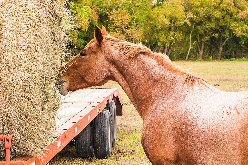 Cum hrănești calul? Află despre nutriția naturală a cailor