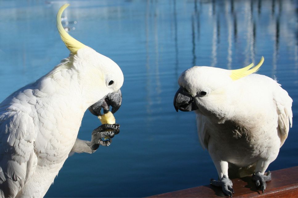 Cockatoo (papagal Cacadu) – caracteristici, nevoi și nutriție