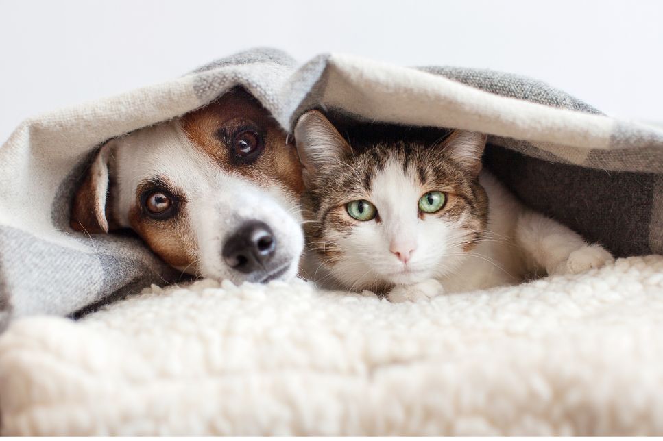 Cum recunoști stresul la câini și pisici? Totul despre stres la pisici și câini