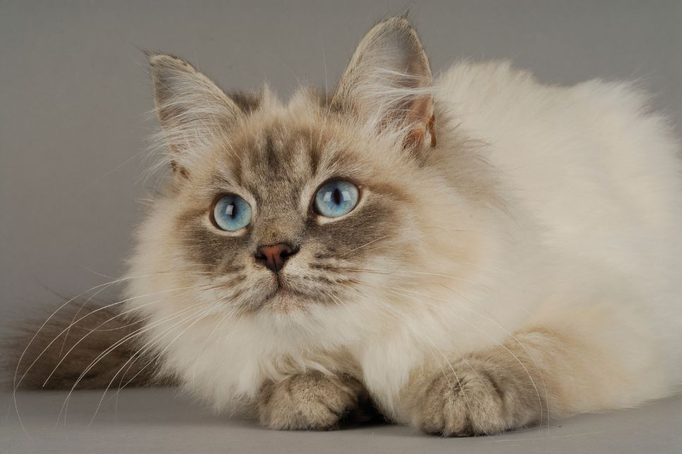 Pisica siberiană (Siberian cat) - cele mai importante informații despre rasă