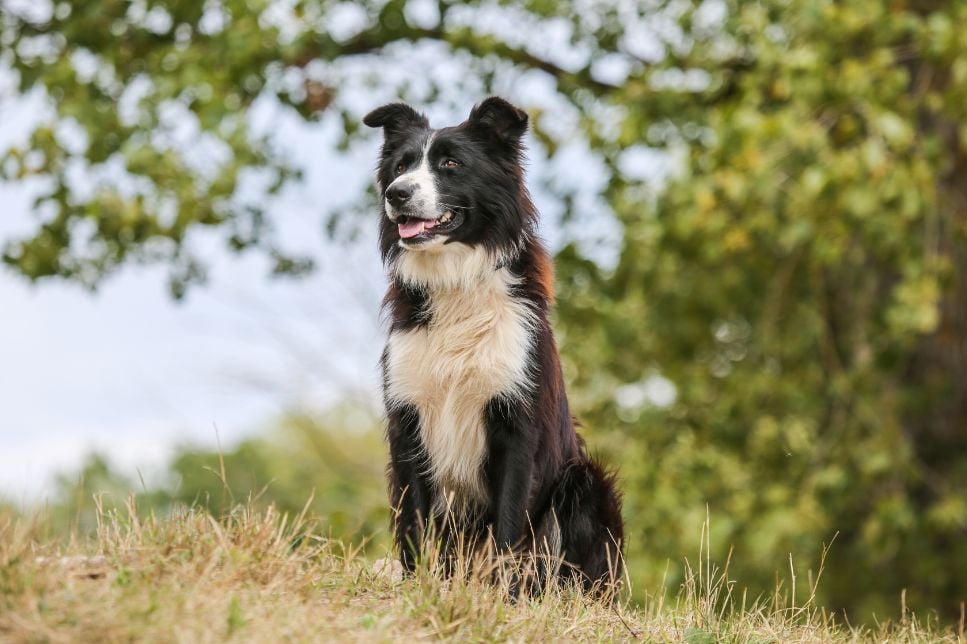 Border Collie – informații-cheie despre rasă