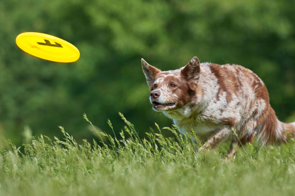 DogFrisbee – cum îți antrenezi câinele pas cu pas?