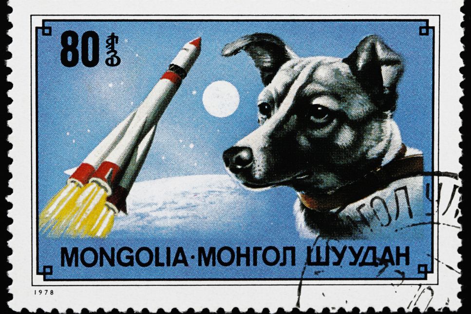 Primul cățel ajuns în spațiu - află povestea reală despre Laika și alți câini ajunși în spațiu