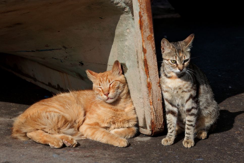 Feral Cat (Pisică fără stăpân) - Caracteristici. Este o alegere bună față de un exemplar de rasă pură?