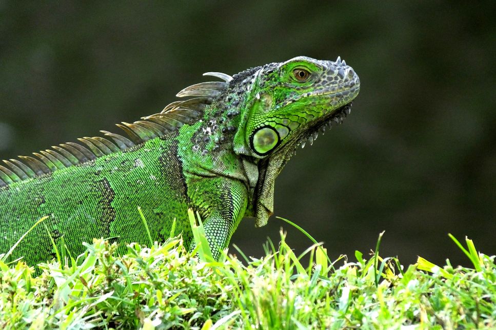 Iguana verde (Iguana iguana) - care sunt caracteristicile sale și de ce condiții are nevoie?