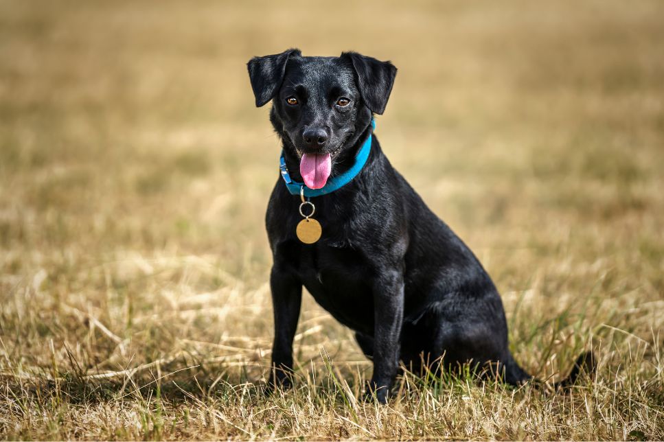 Patterdale Terrier - enciclopedia raselor canine