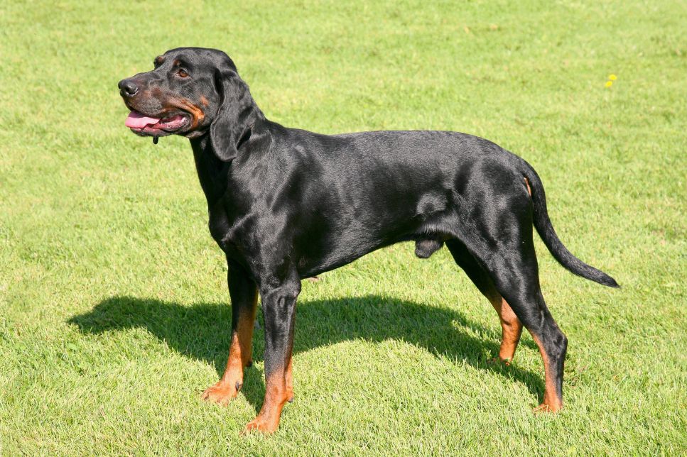 Câine polonez de vânătoare (Polish Hunting Dog) - a doua rasă pură din Polonia. Enciclopedia raselor de câini