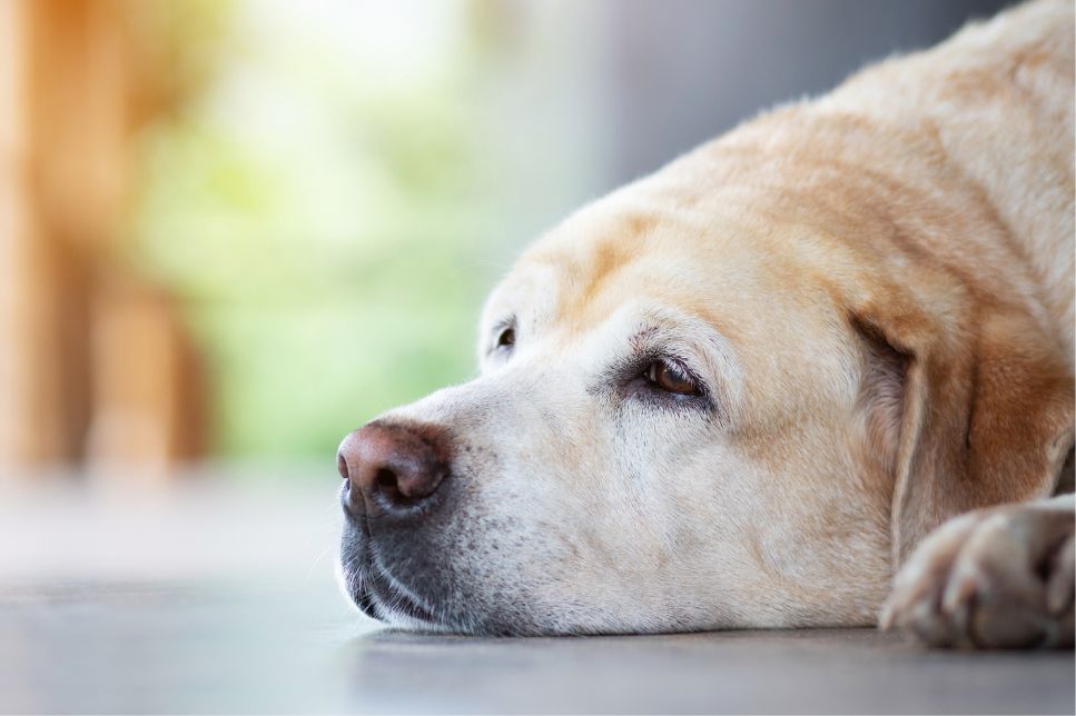 Depresia la câini - care sunt simptomele, cauzele și tratamentul?