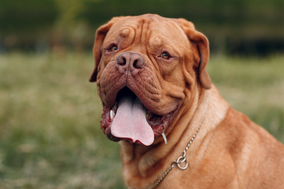 Dogue de Bordeaux - Enciclopedia raselor de câini
