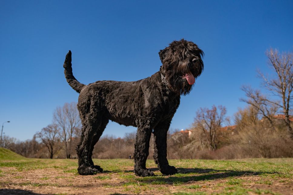 Black Russian Terrier - ce reputație are? Enciclopedia raselor de câini