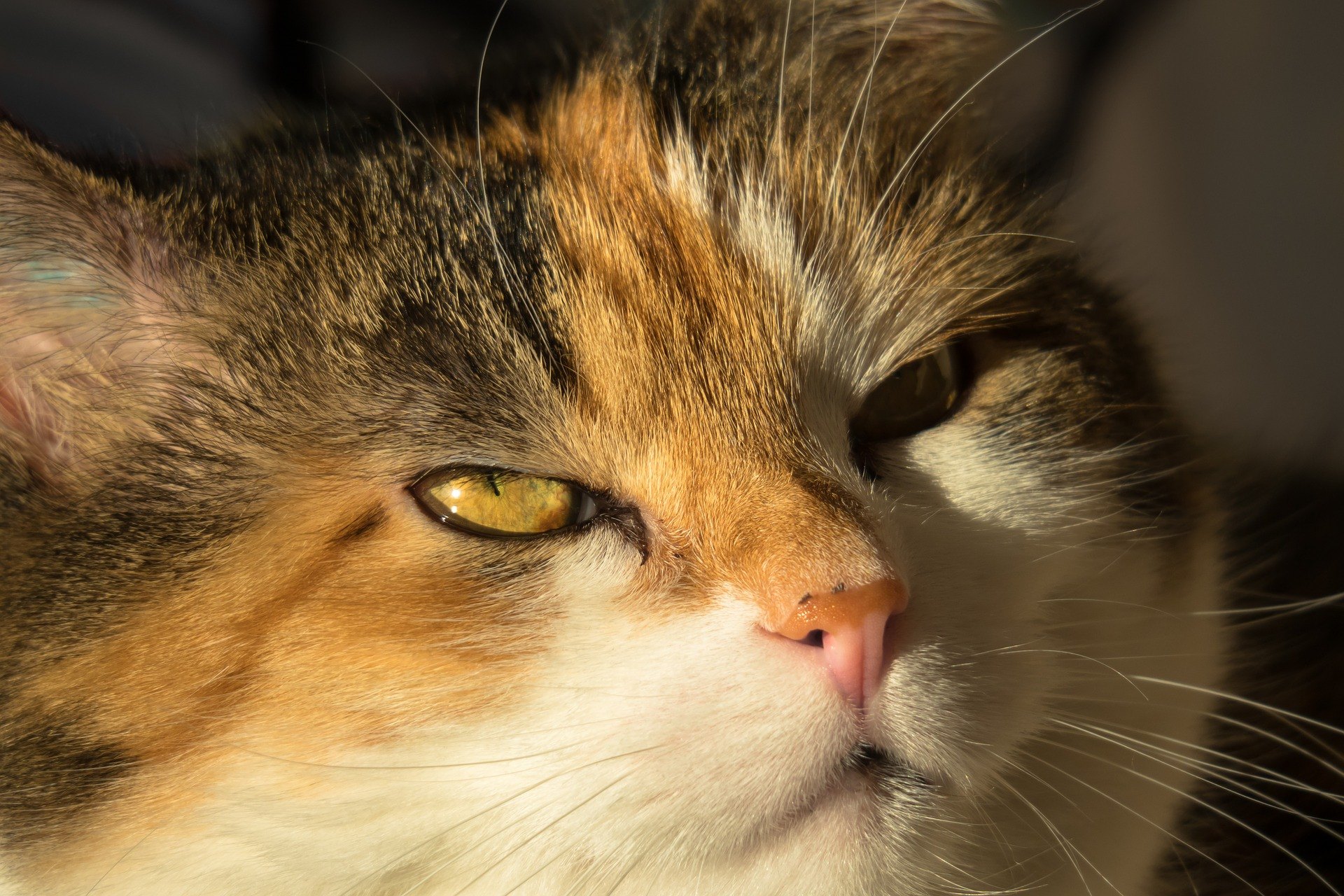 Blog despre animale  Fera.ro