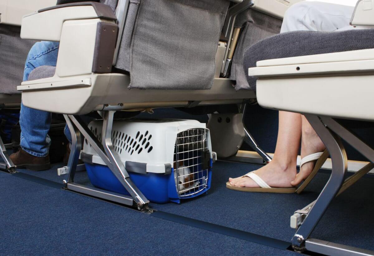 Nu toate liniile aeriene accepta animalele la bord. Daca pisica sau cainele calatoresc cu avionul, trebuie sa le asiguram corespunzator.