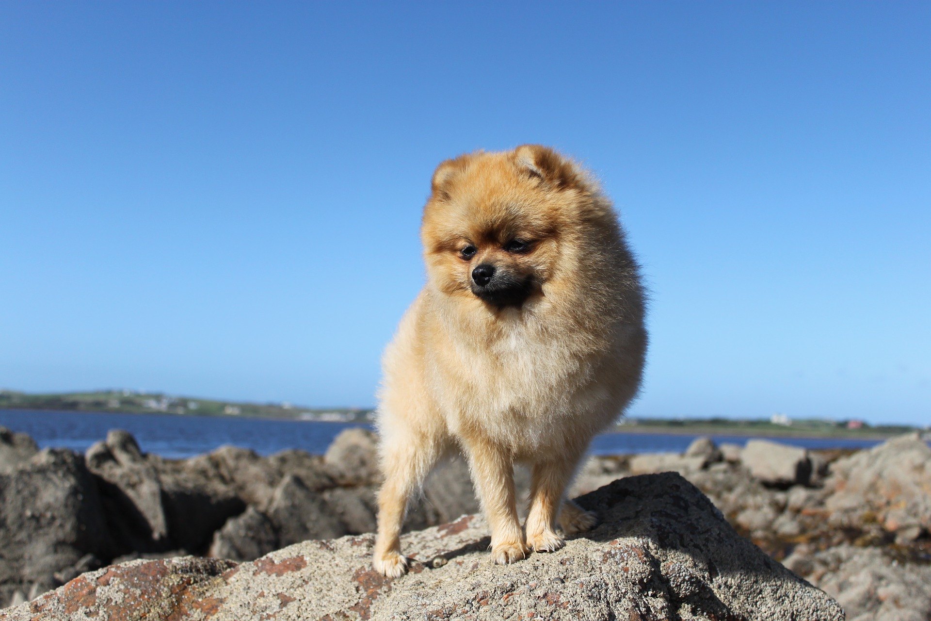Pomeranian – caracteristici, îngrijire, sănătate  (Enciclopedia câinilor)