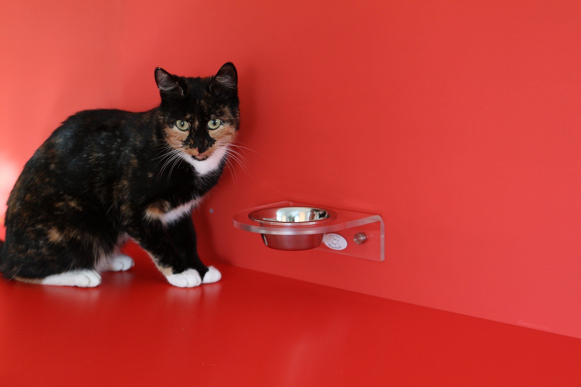 Dieta BARF este considerata de unii cel mai natural mod de nutritie pentru pisica. Insa are si adversari.