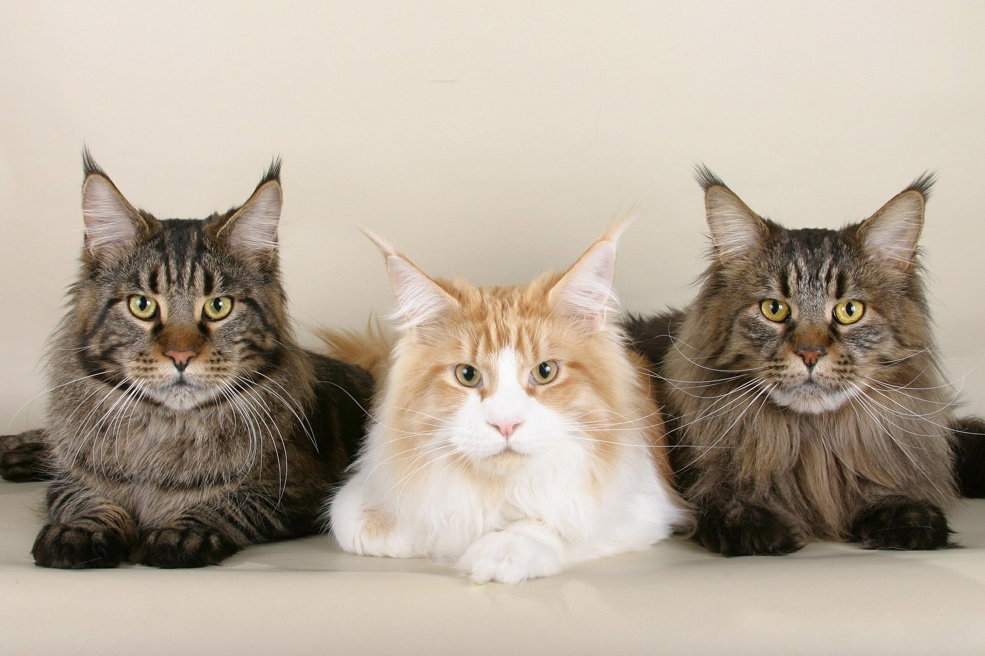 Una dintre cele mai mari pisici domestice, adica pisicile Maine Coon au extrem de multi adepti. Sunt la mare cautare, insa cum sa avem grija de Maine Coon corect?