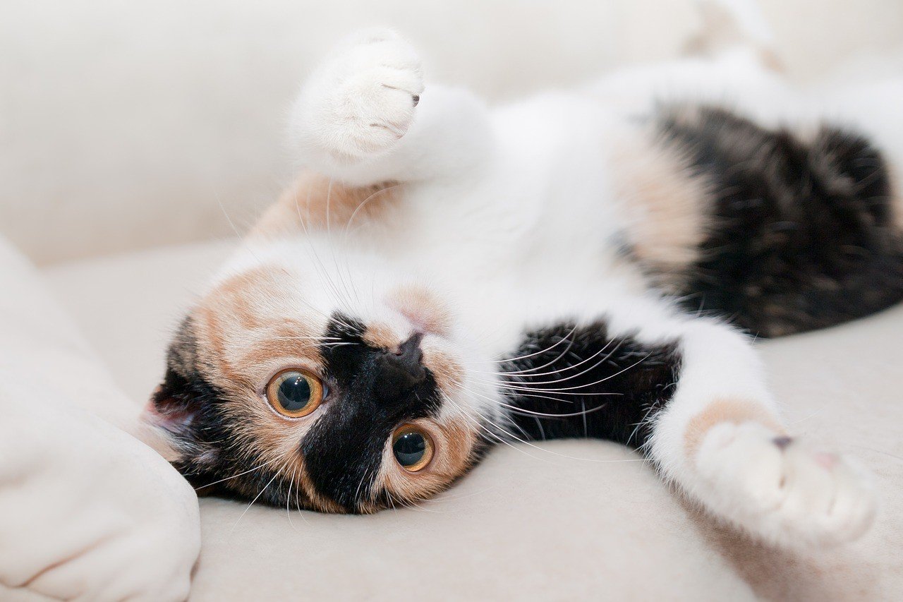 Guturaiul pisicilor se raspandeste extrem de repede in grupurile de pisici nevaccinate.