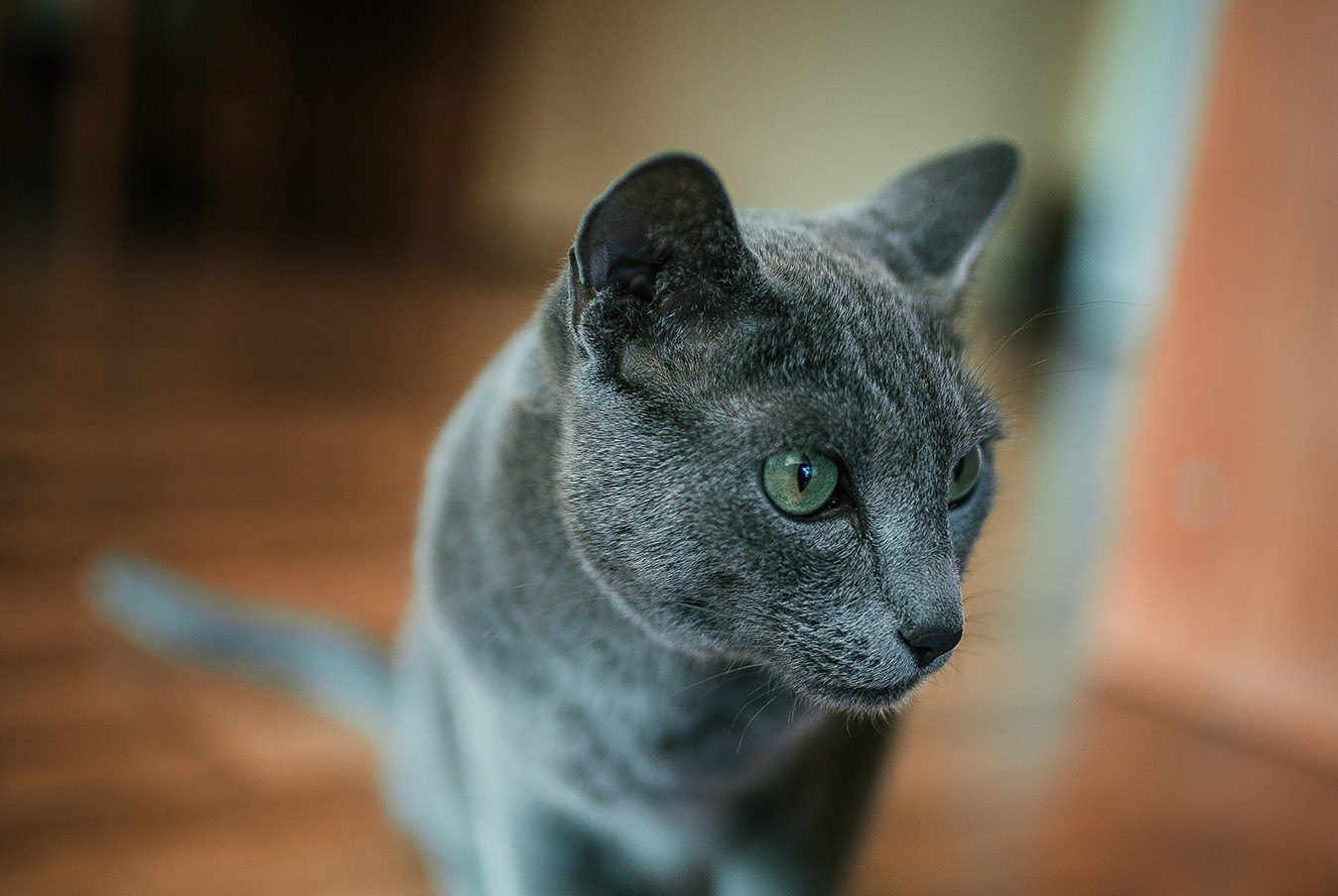 Descoperiti caracterul pisicii Albastru de Rusia.