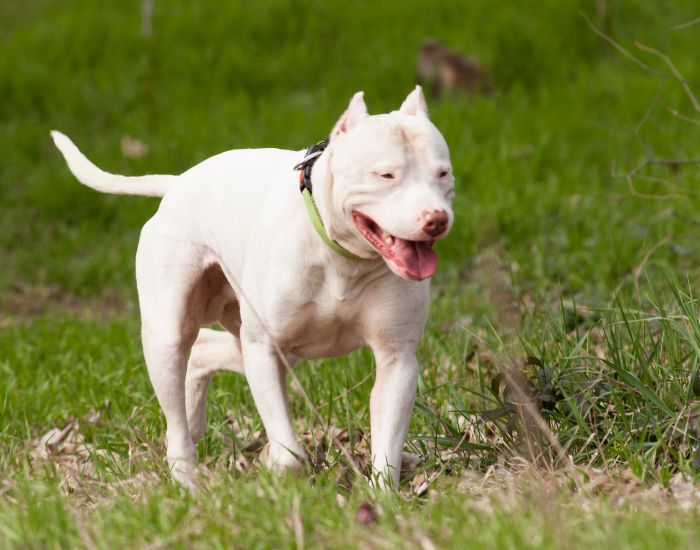Câinele argentinian este un câine de rasă mare, fiind acceptată doar culoarea albă.  