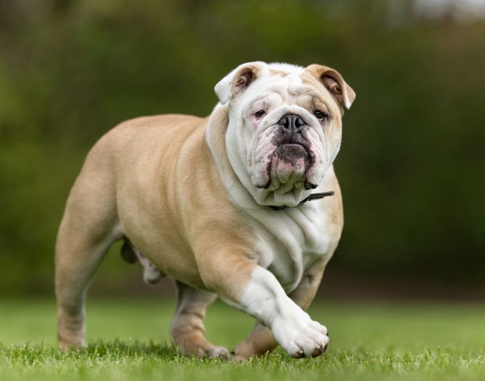 Bulldogii englezi sunt considerați un simbol al Marii Britanii și au o reputație uriașă în această țară.